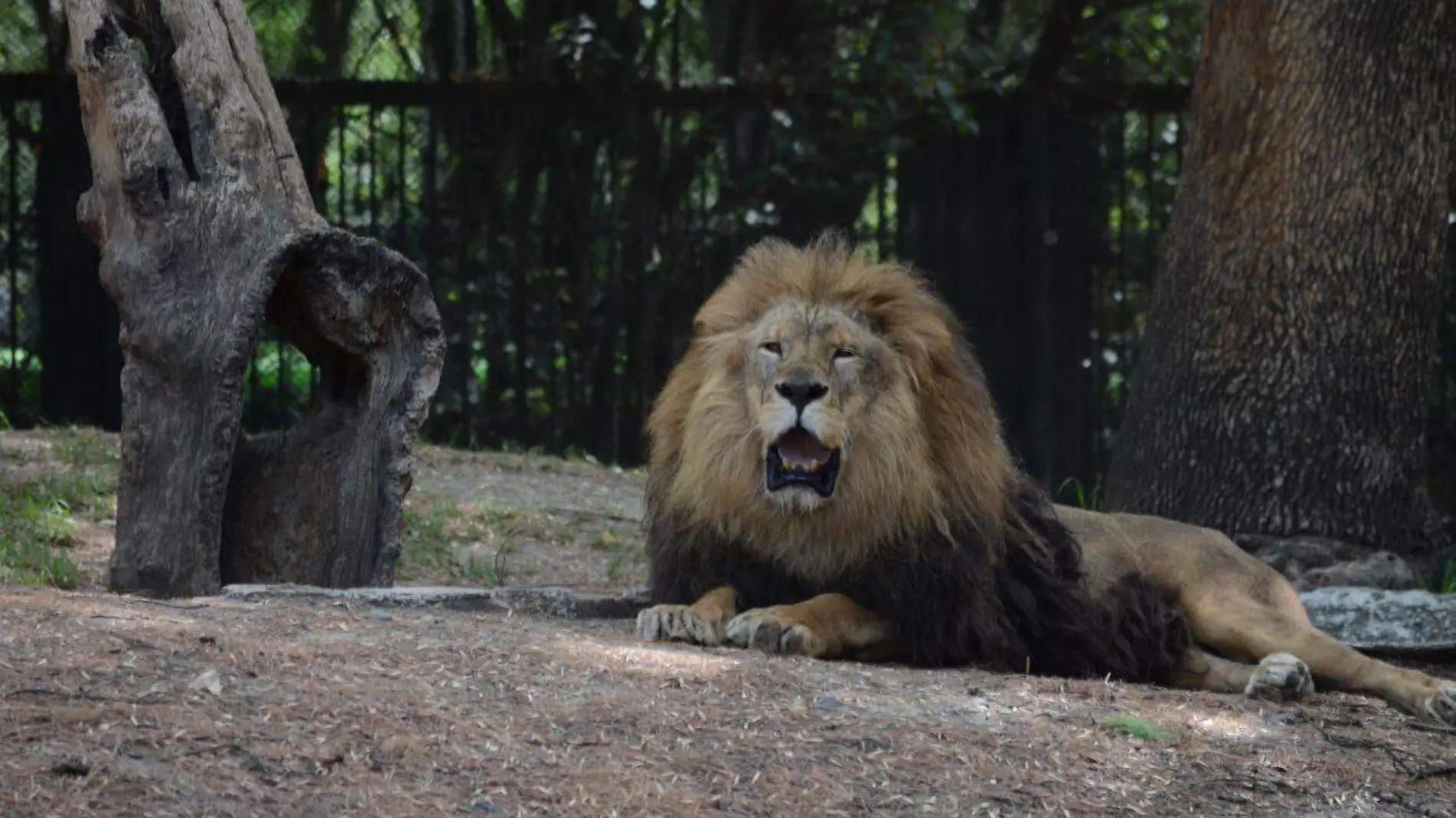 felinos Black Jaguar-White Tiger  CORTESIA.2